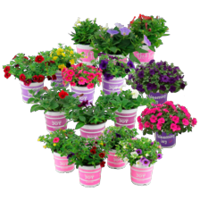Blooming Joy mix